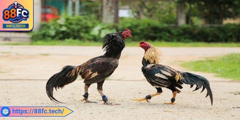 Đá Gà 4k 88FC - Trải Nghiệm Cá Cược Đỉnh Cao Trực Tuyến 1 Khám phá đôi nét về đá gà 4k 88FC