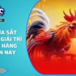 Đá Gà Cựa Sắt 88FC - Nơi Giải Trí Hấp Dẫn Hàng Đầu Hiện Nay