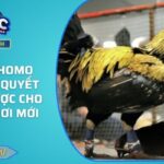 Đá gà Thomo 88FC - Bí quyết thắng cược cho người chơi mới