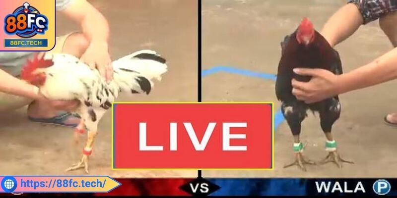 Cơ chế cá cược minh bạch và rõ ràng