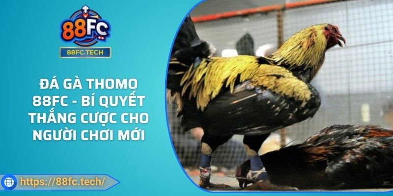 Đá gà Thomo 88FC - Bí quyết thắng cược cho người chơi mới