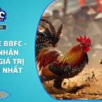 Đá Gà Tre 88FC - Cơ Hội Nhận Thưởng Giá Trị Hấp Dẫn Nhất