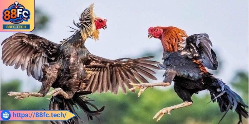 Đá Gà Tre 88FC - Cơ Hội Nhận Thưởng Giá Trị Hấp Dẫn Nhất 2 Mang lại tỷ lệ trả thưởng cao đầy hấp dẫn