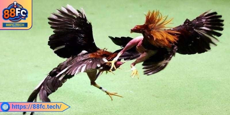 Theo dõi phong độ của các trường gà